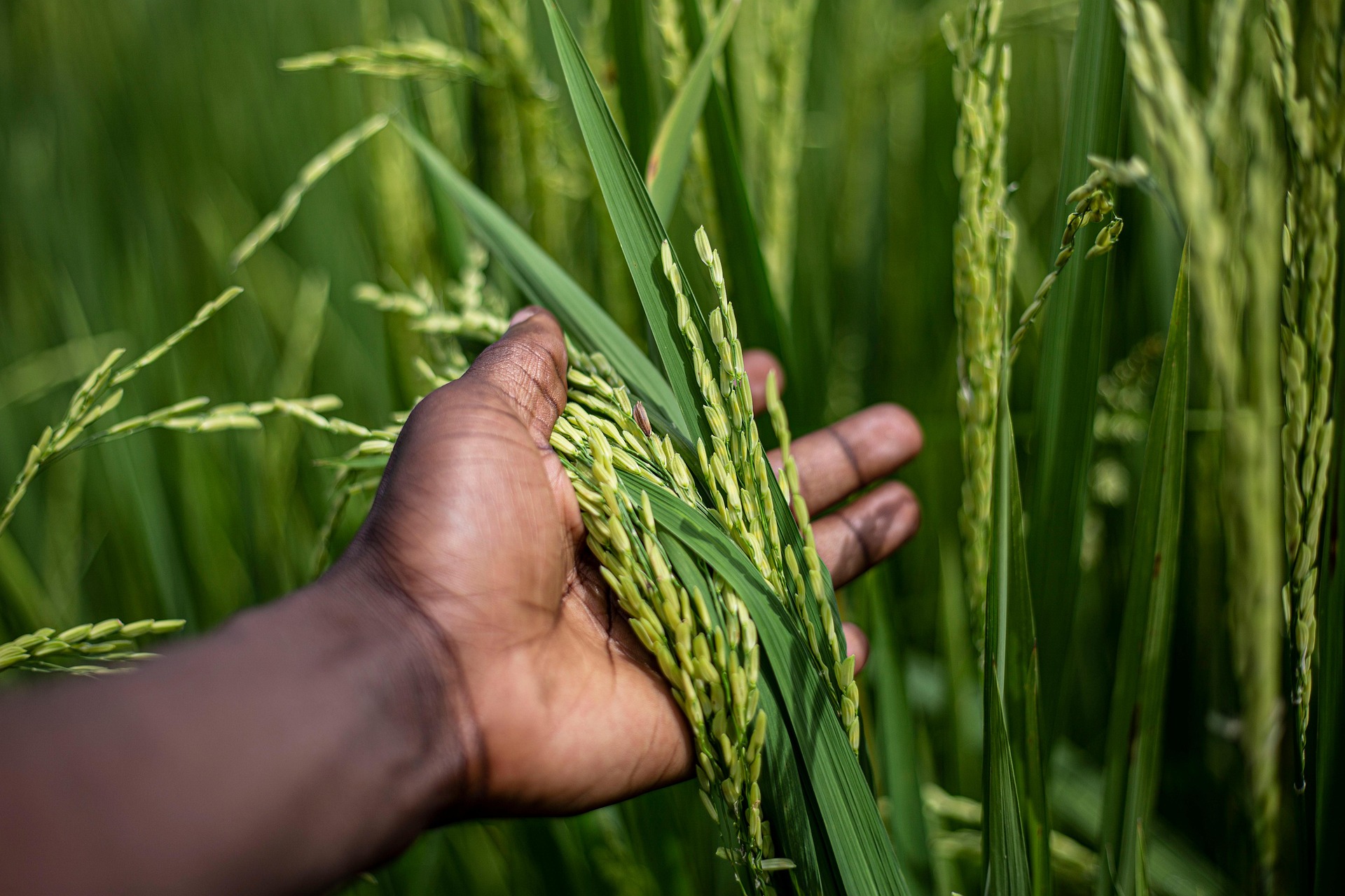 Training & Development