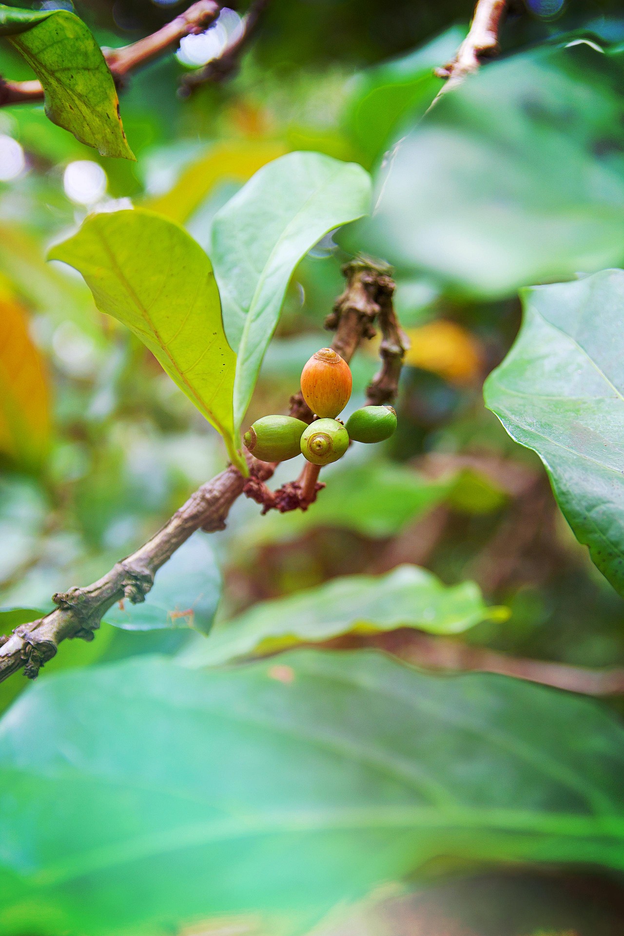 Africa agricultural regions